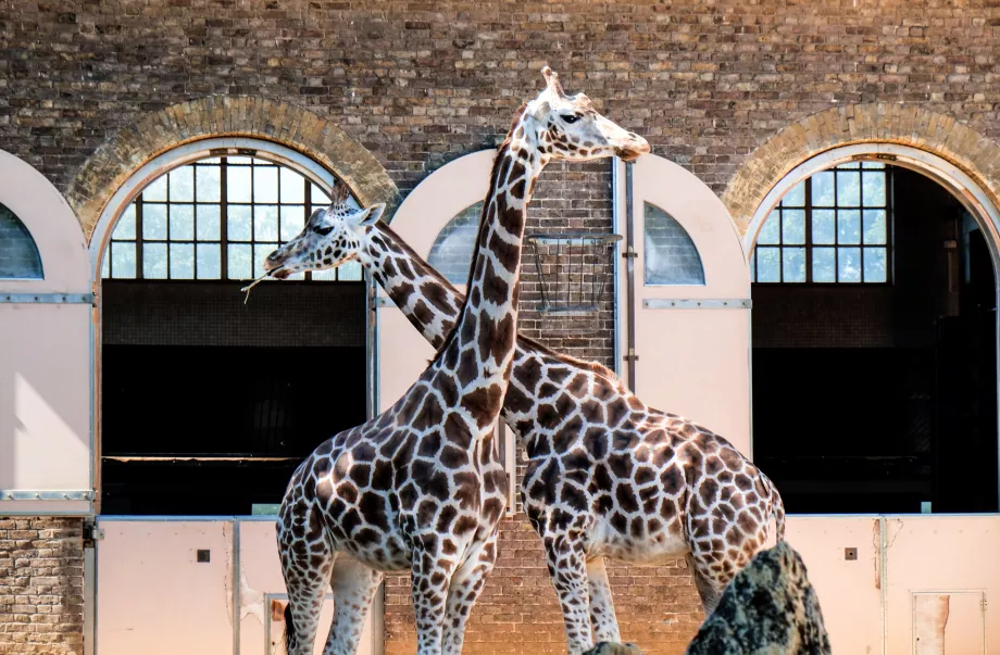 Girafas no Jardim Zoológico de Londres