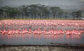 Flamingos em Nakuru