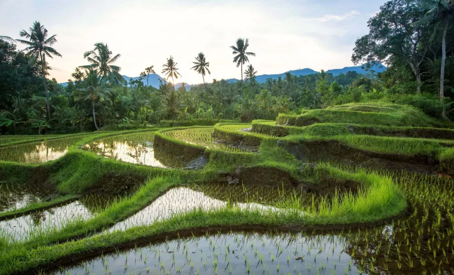 Campos de arroz de Jatiluwih