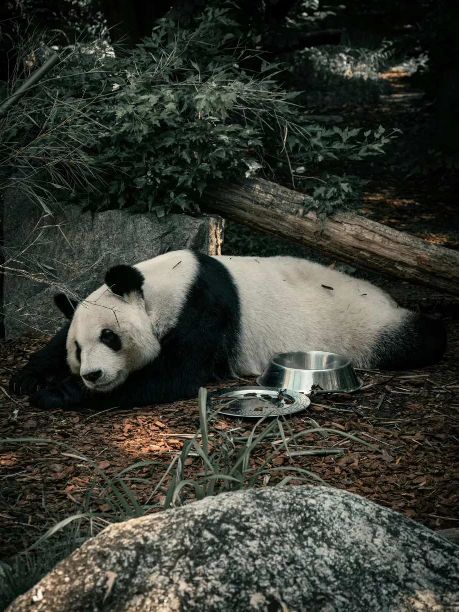 Panda gigante no Jardim Zoológico de Viena