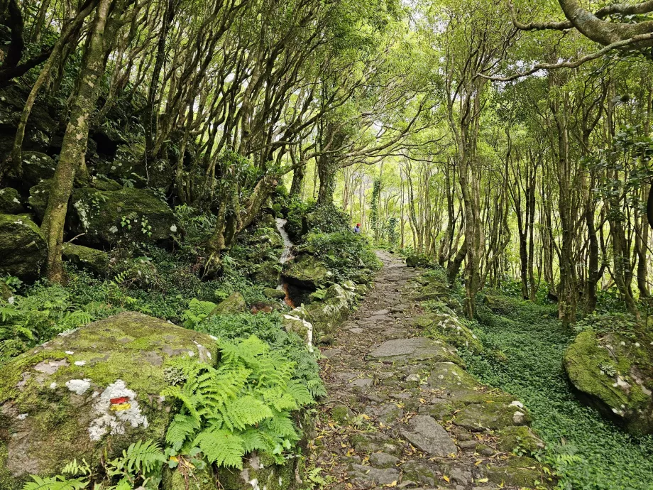 O caminho para as cascatas da Ribeira do Ferreiro