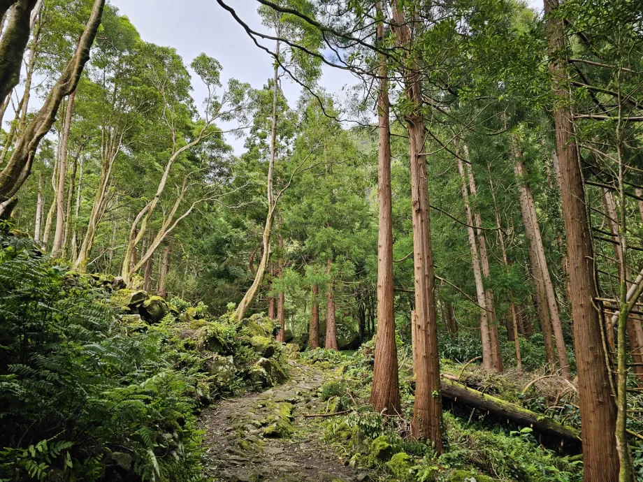 O caminho para a cascata do Ferreiro