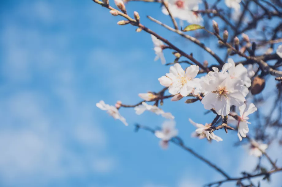 Amendoeira em flor