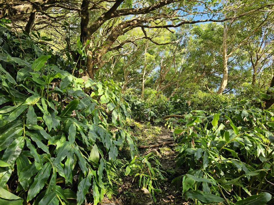 A estrada íngreme PR3FLO