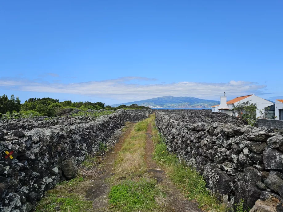 Percurso pedestre pelas vinhas da Criação Velha