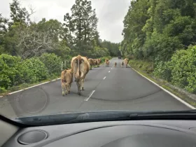 Vacas na estrada