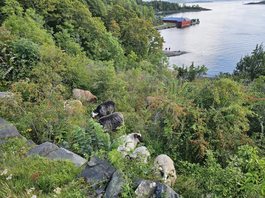 Animais na ilha de Hovedoya