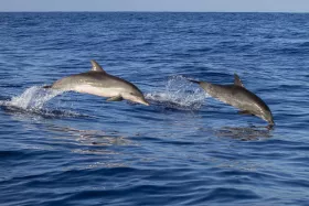 Golfinhos da Madeira