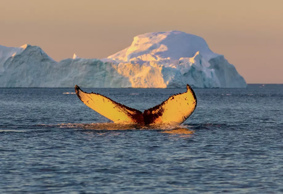 Whale tail