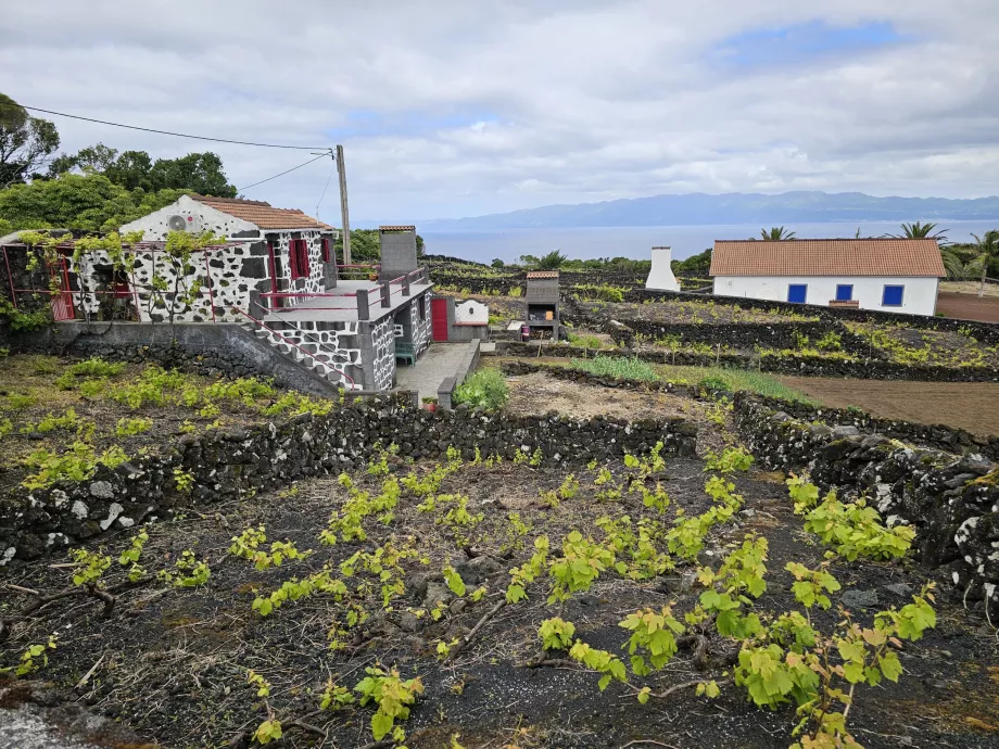 Vinhas de Lava, Ribeirinha