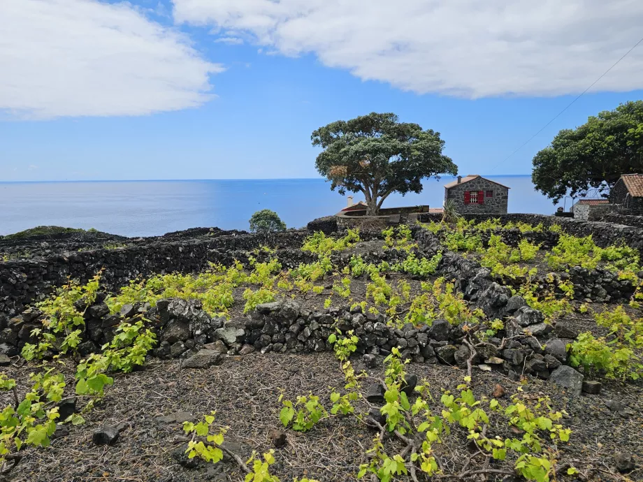 Vinhas de Lava