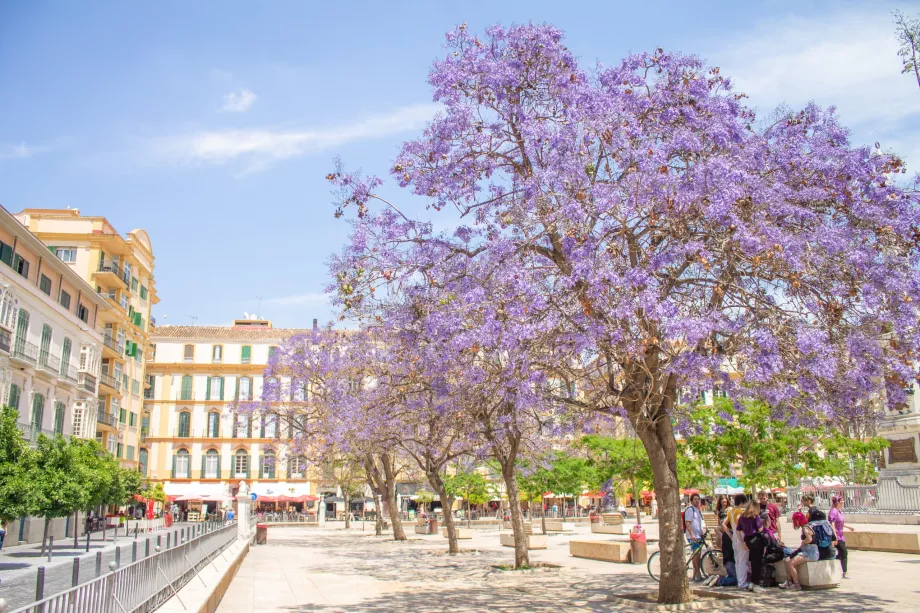 Jacarandás