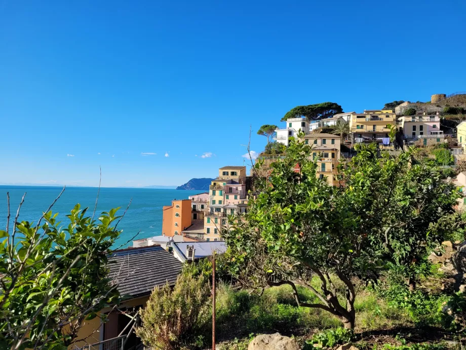 Laranjeiras em Riomaggiore