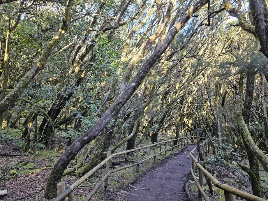 Florestas de loureiros em redor de Laguna Grane