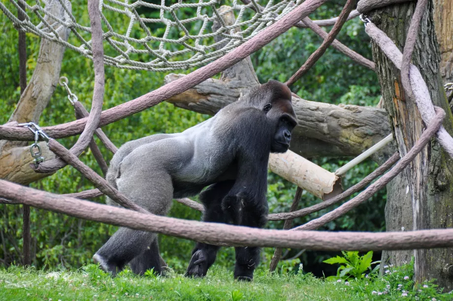 Jardim Zoológico de Lincoln