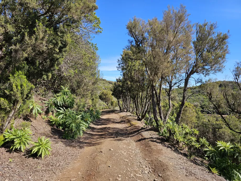 Variante da rota para Alto de Garajonay