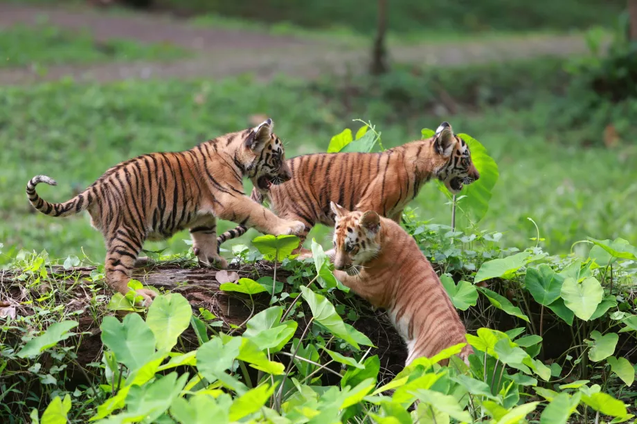 Jardim zoológico de Ragunan