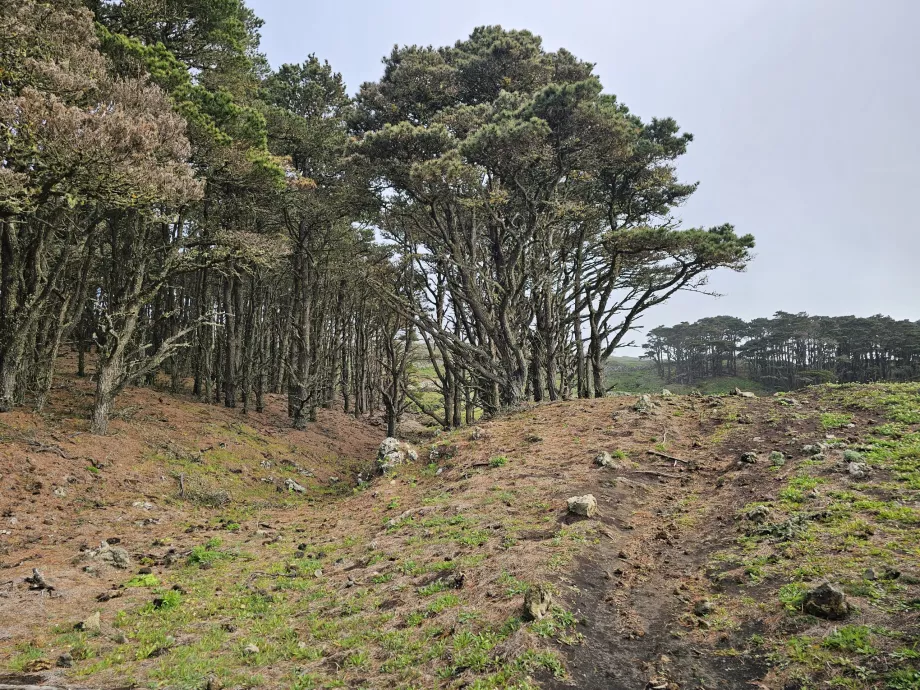 Oeste El Hierro