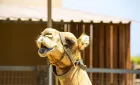 Parque dos Camelos