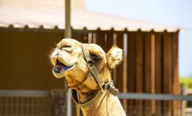 Parque dos Camelos