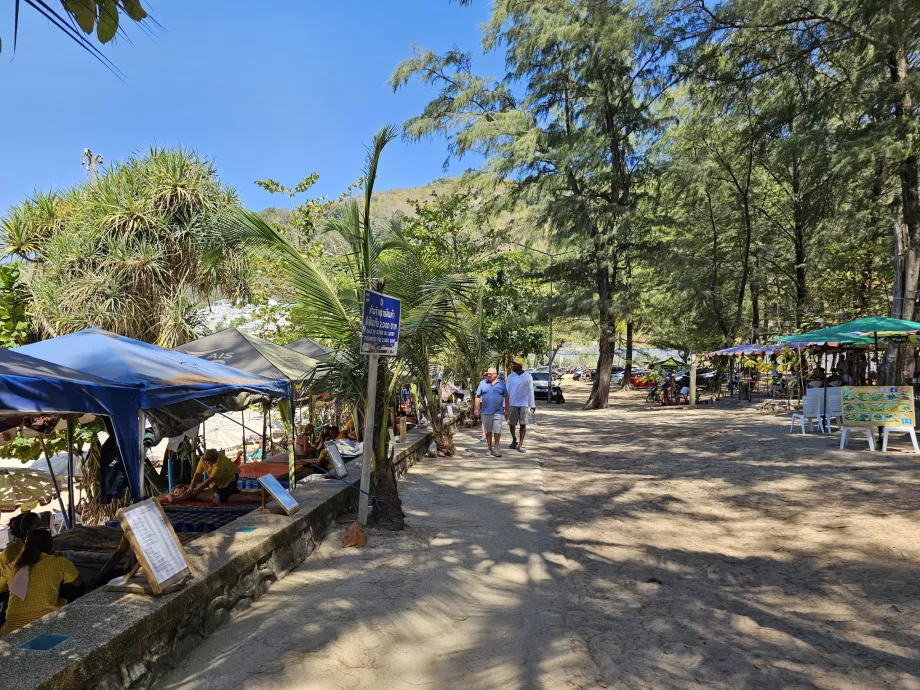 Pines na praia de Nai Harn