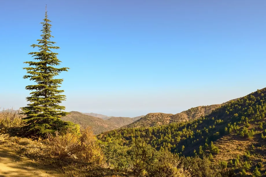 Abeto de Troodos