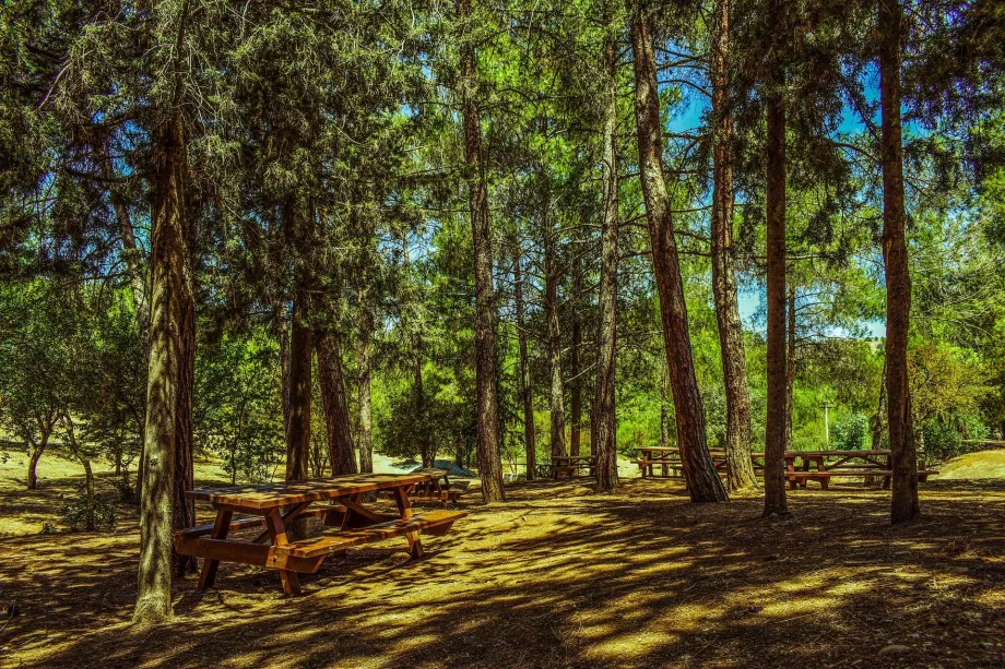 Floresta de Troodos