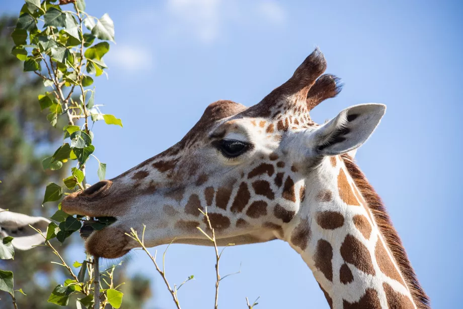 Girafa no Zoo de Schönbrunn