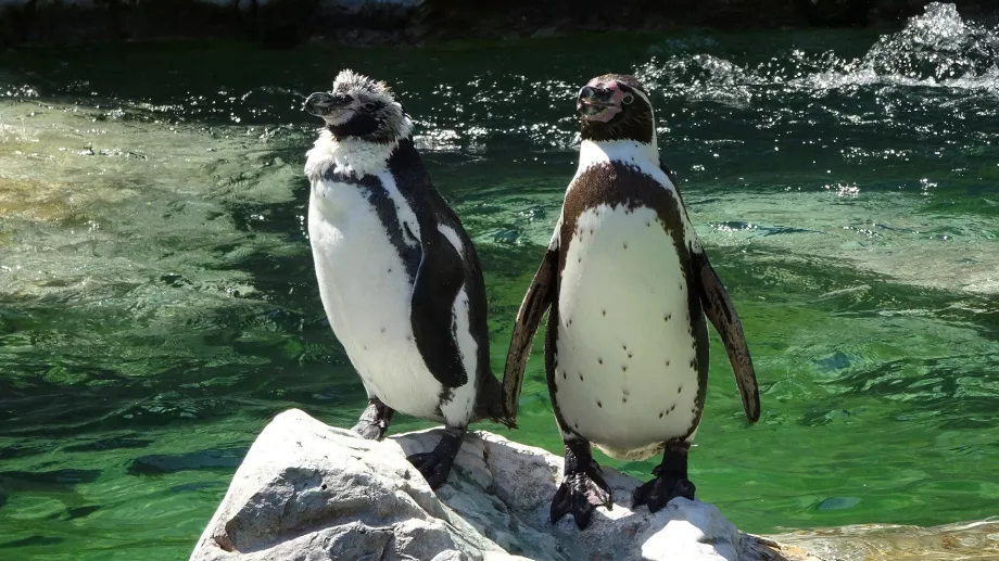 Pinguim no Zoo de Schönbrunn