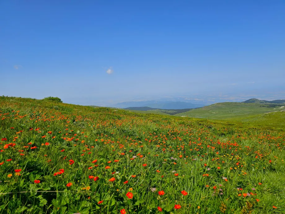 Prados nas montanhas de Vitosha