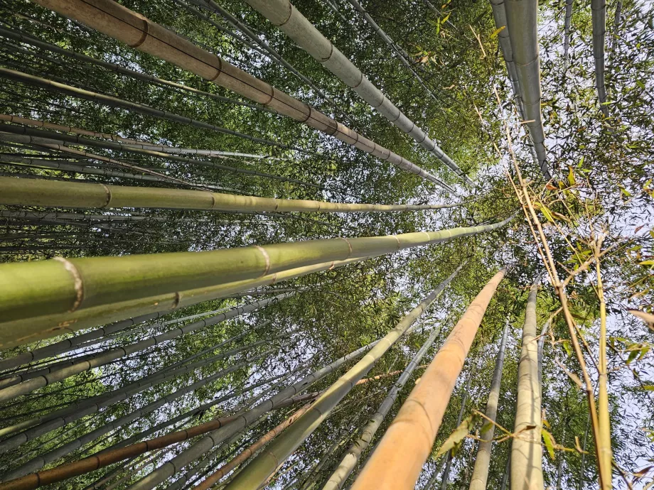 Floresta de bambu