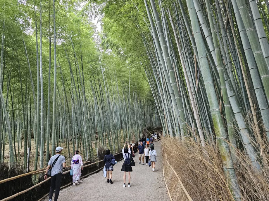 Floresta de bambu