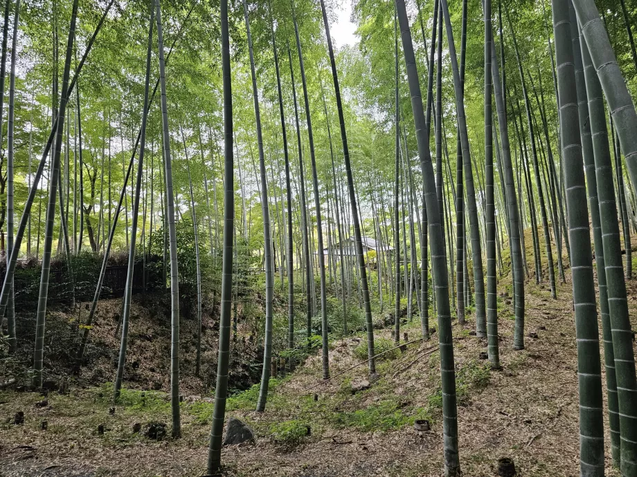 Floresta de bambu