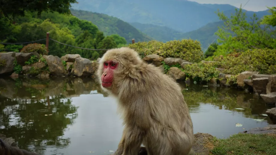 Parque dos Macacos de Arashiyama