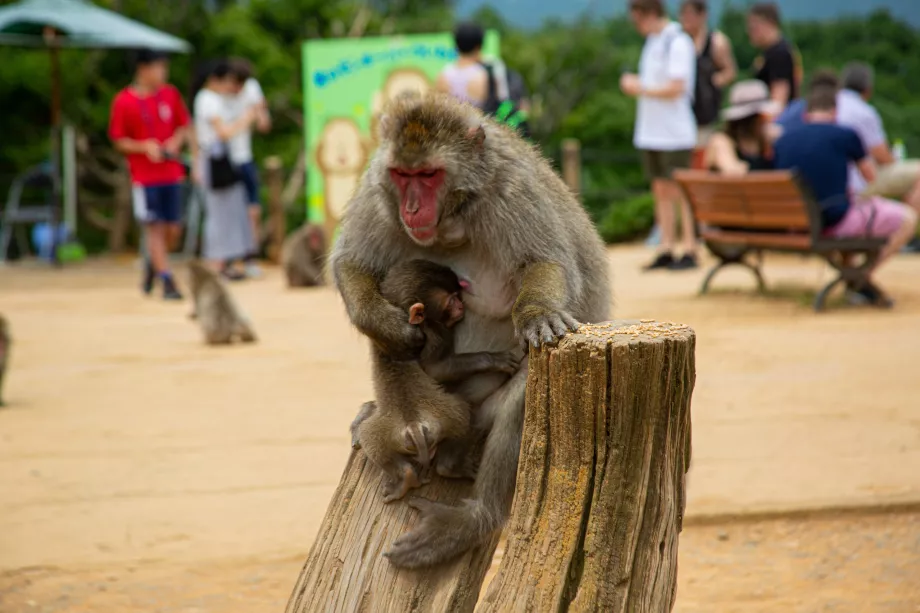 Parque dos Macacos de Iwatayama