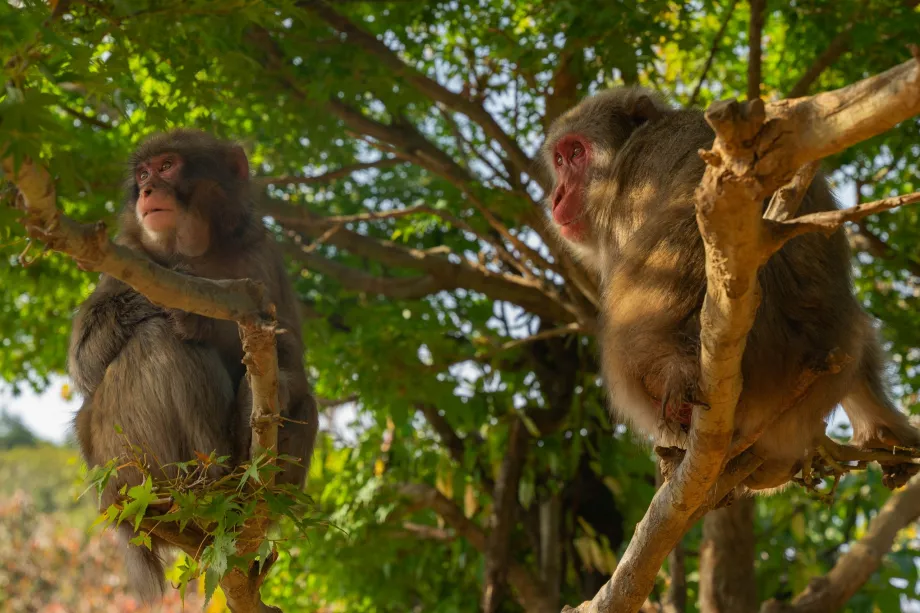 Parque dos Macacos de Iwatayama