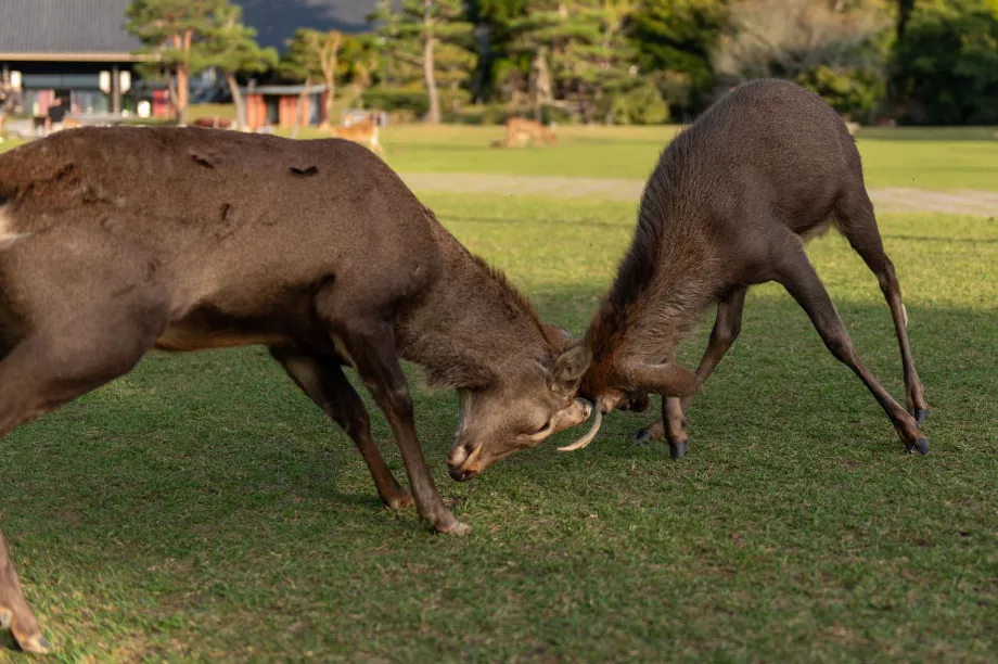 Parque de Nara