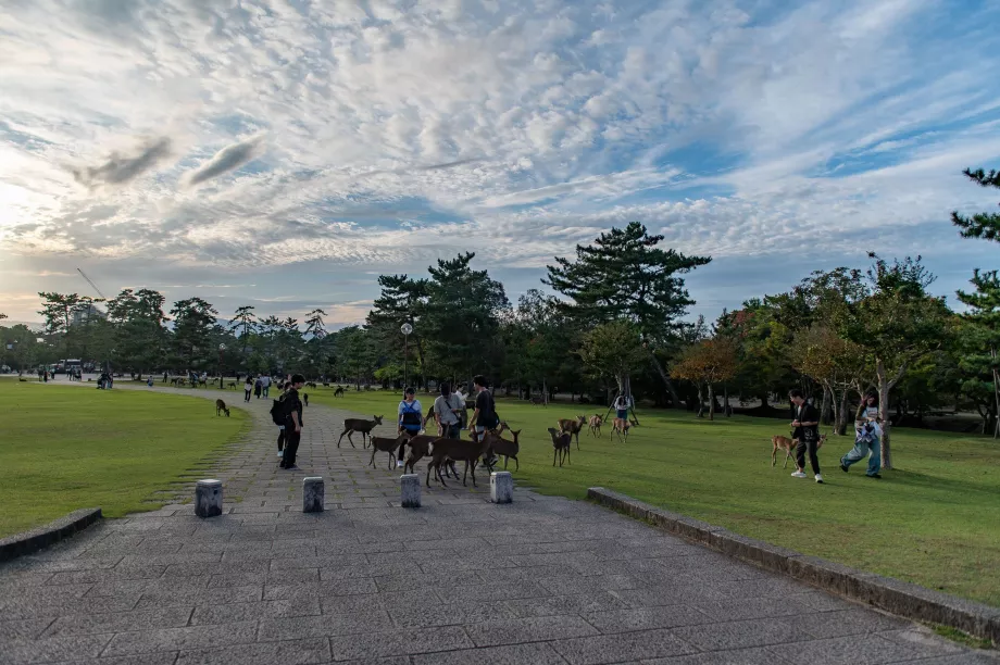 Parque de Nara