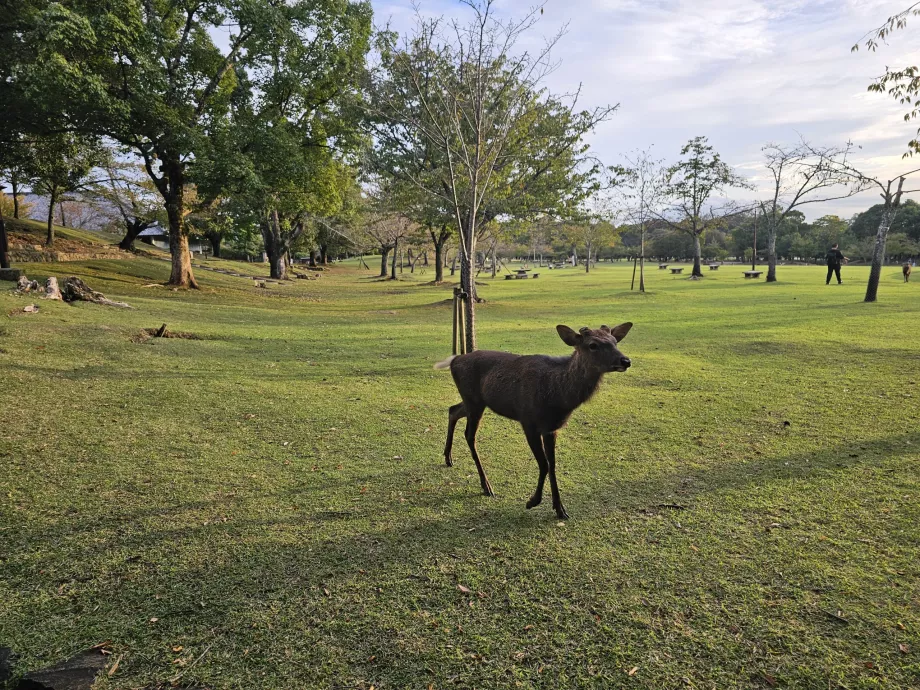 Parque de Nara