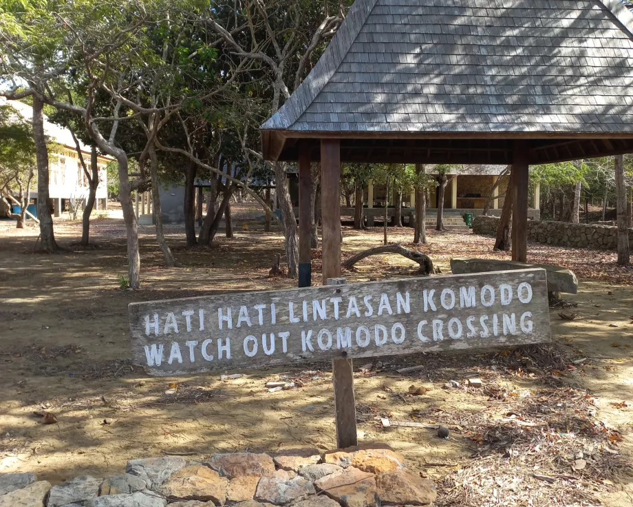 Atenção, Varanus Ilhas Komodo, Indonésia