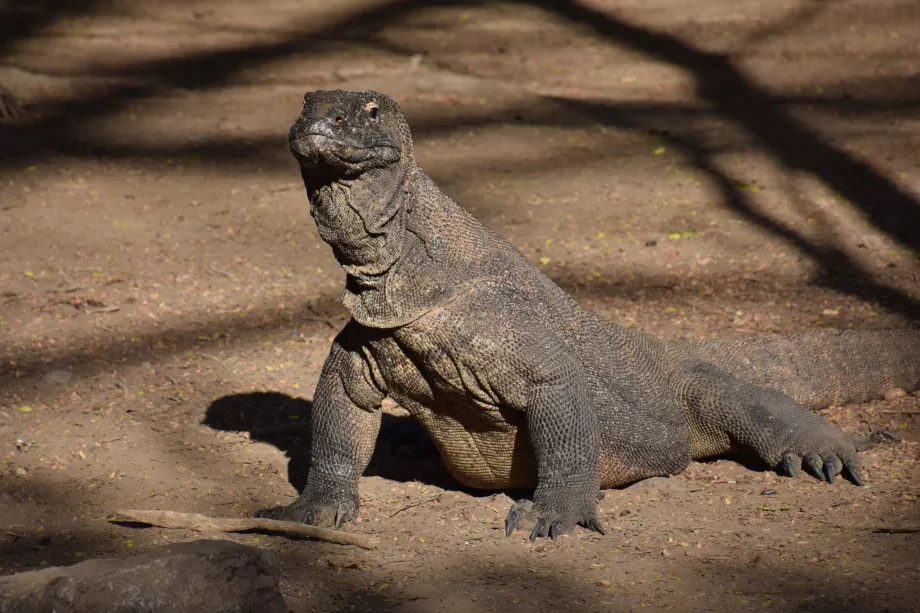 Ilha de Komodo, Ilhas Komodo, Indonésia