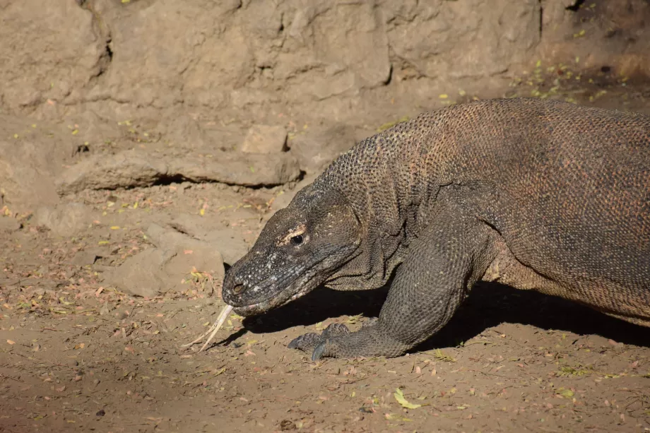 Dragão de Komodo, Ilhas Komodo, Indonésia