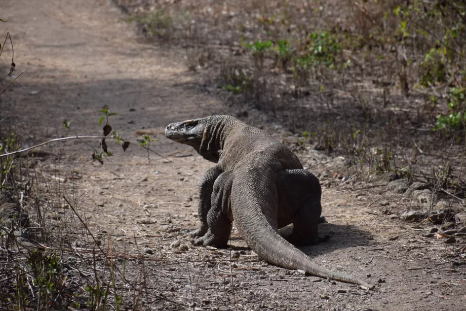 Varan komodo, Ilhas Komodo, Indonésia