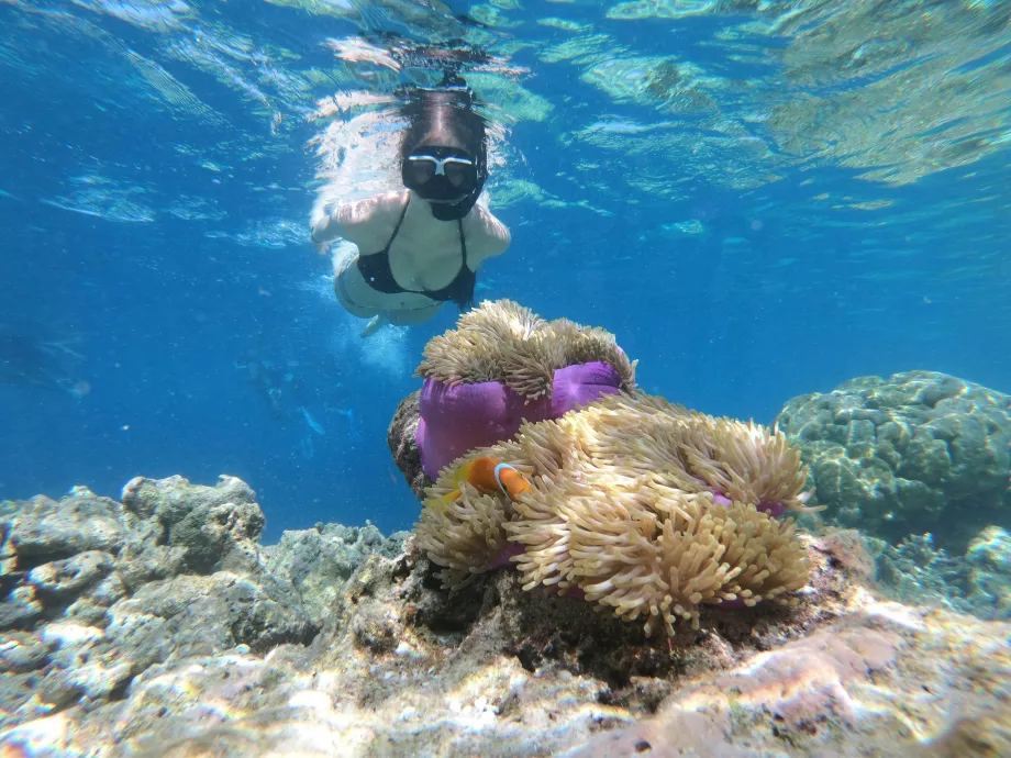 Ponto de Manjerite, Ilhas Komodo, Indonésia