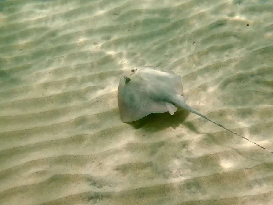 Mergulho com tubo de respiração em Tioman