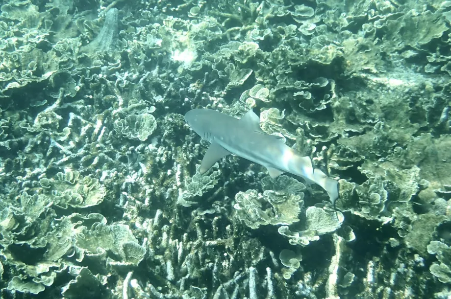 Snorkelling em Tioman e um tubarão