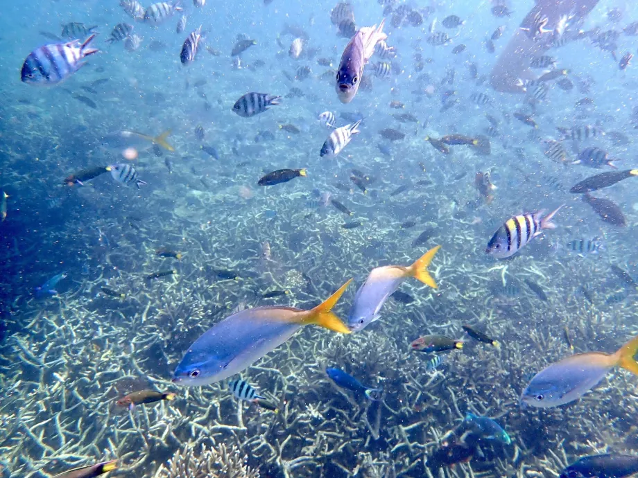 Mergulho com tubo de respiração em Tioman e peixes